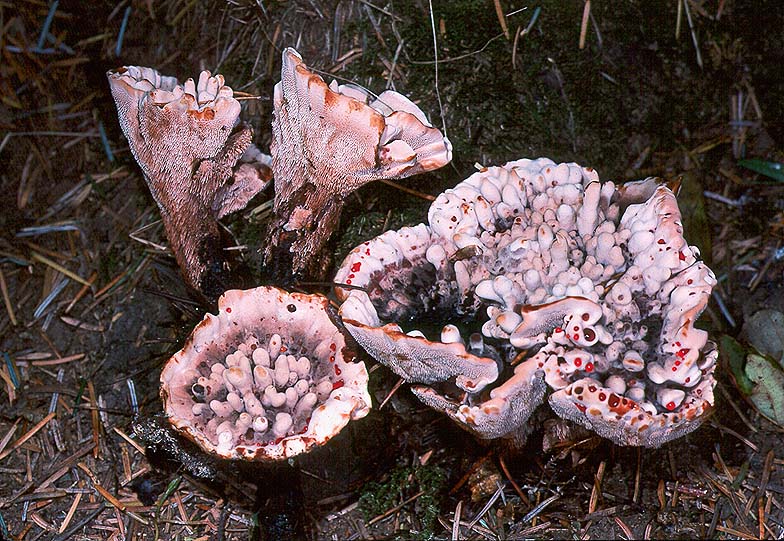 Hydnellum peckii